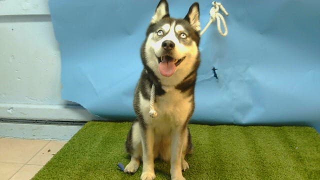 Luna Laster-Thimes, a Siberian Husky, available for adoption