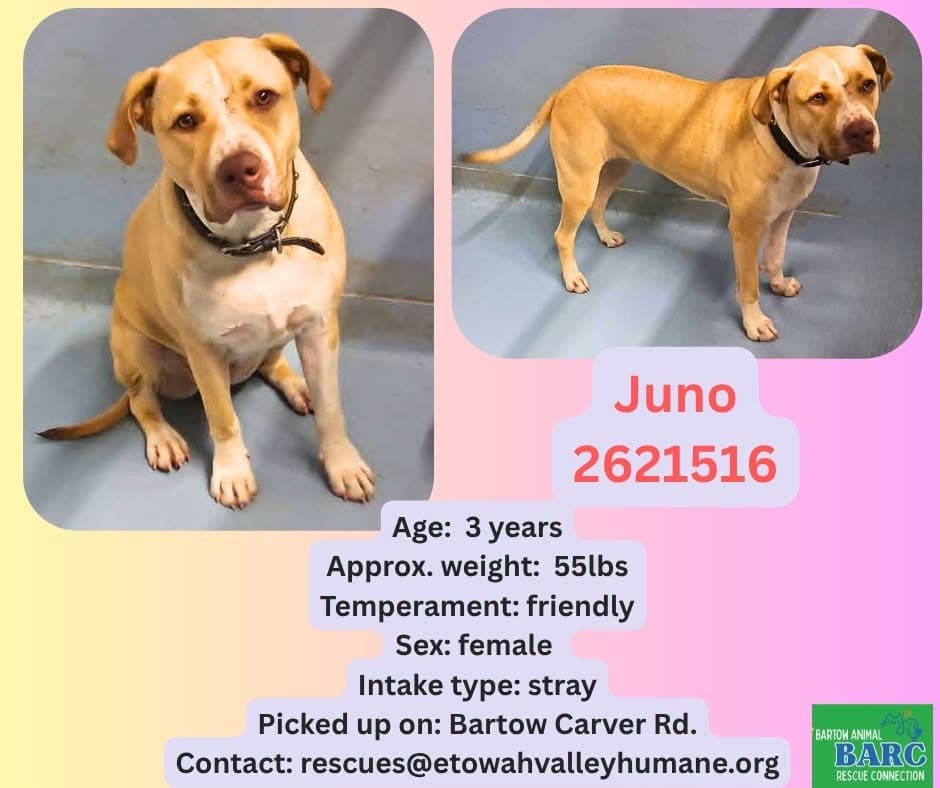 Juno, a Retriever, available for adoption