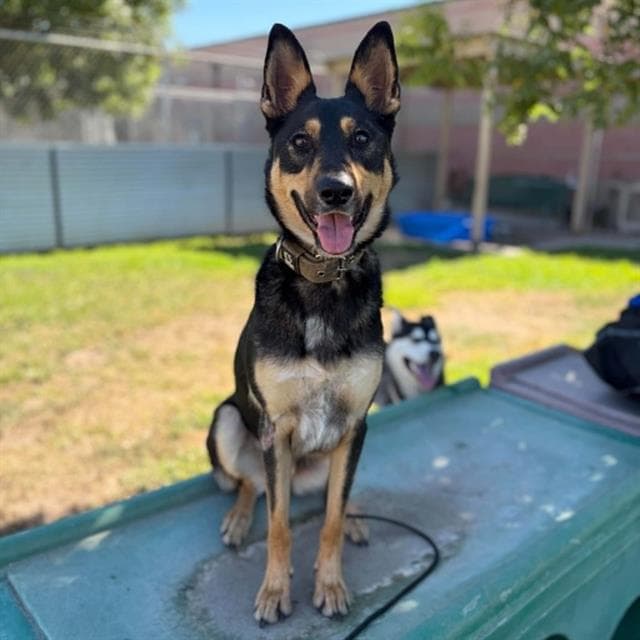 Buck, a German Shepherd, available for adoption