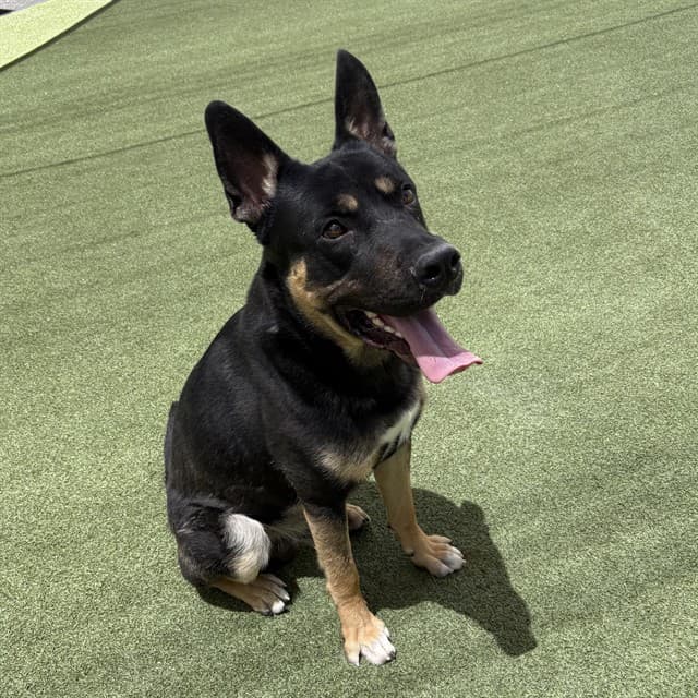 Lucky Duck, a German Shepherd, available for adoption