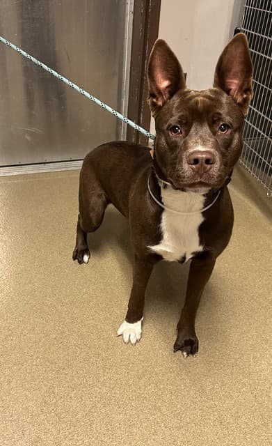 Harley, a Pit Bull Terrier, available for adoption