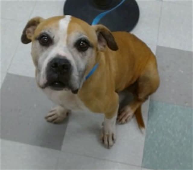 A478221, a Boxer, available for adoption