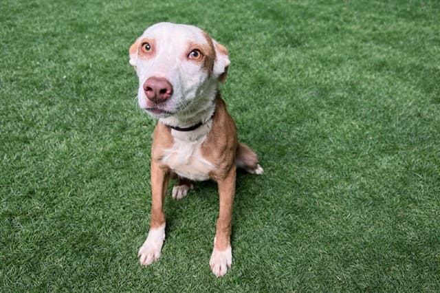 Ronnie, a Pit Bull Terrier, available for adoption