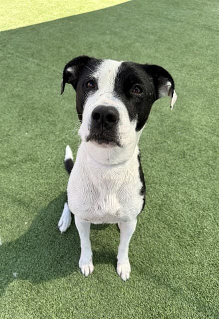 Penelope Pit, a Pit Bull Terrier, available for adoption