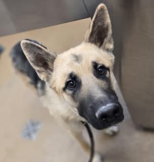 Nathan, a German Shepherd, available for adoption
