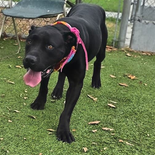 Grace, a Pit Bull Terrier, available for adoption