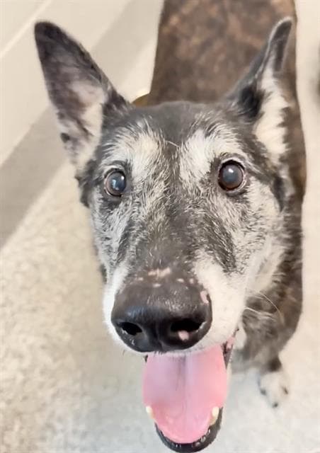 Candy, a Dutch Shepherd, available for adoption