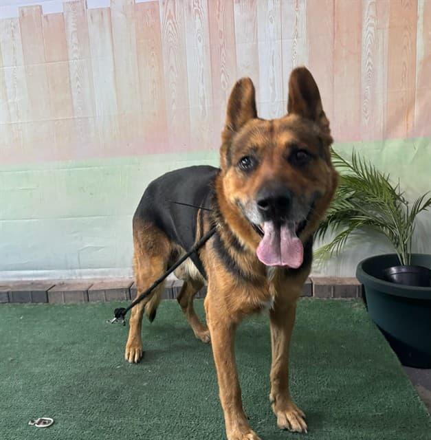 Maximus, a German Shepherd, available for adoption