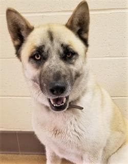 Hank, a Akita (mix breed), available for adoption