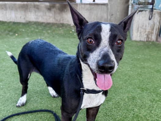 Marvin, a Jack Russell Terrier, available for adoption