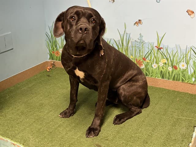 Peppers, a Cane Corso Mastiff, available for adoption
