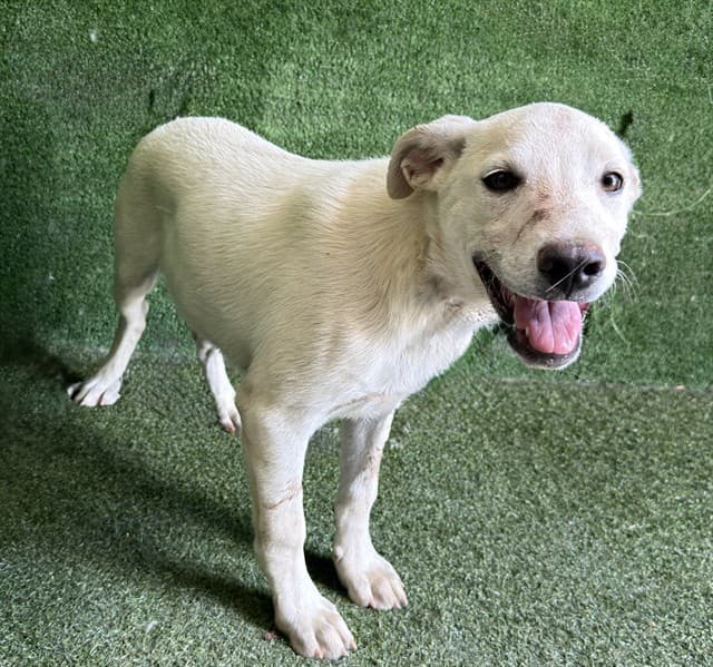 Jones, a Labrador Retriever, available for adoption
