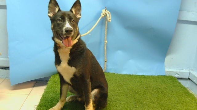 A5789826, a Siberian Husky, available for adoption