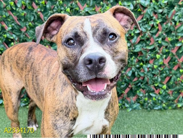 Yazzy, a Hound (mix breed), available for adoption