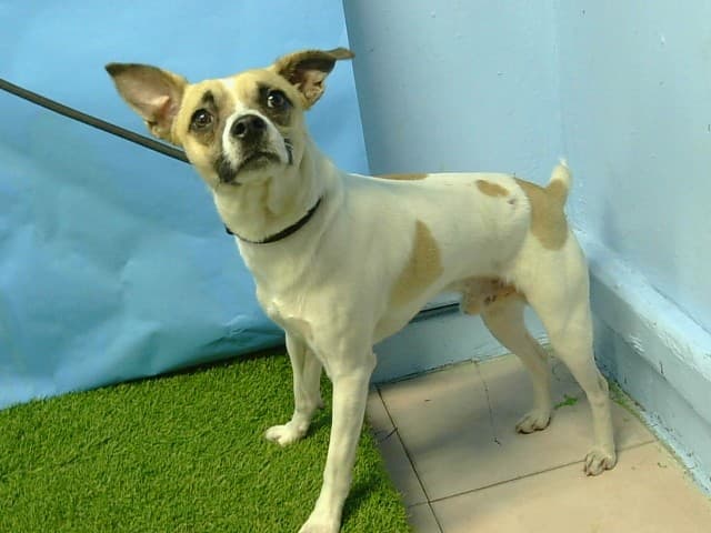 Puppers, a Chihuahua, available for adoption