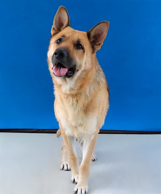 Melody, a German Shepherd, available for adoption