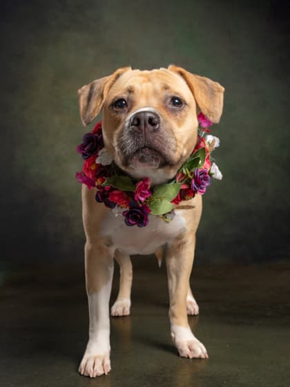 Winky4, a Terrier, available for adoption