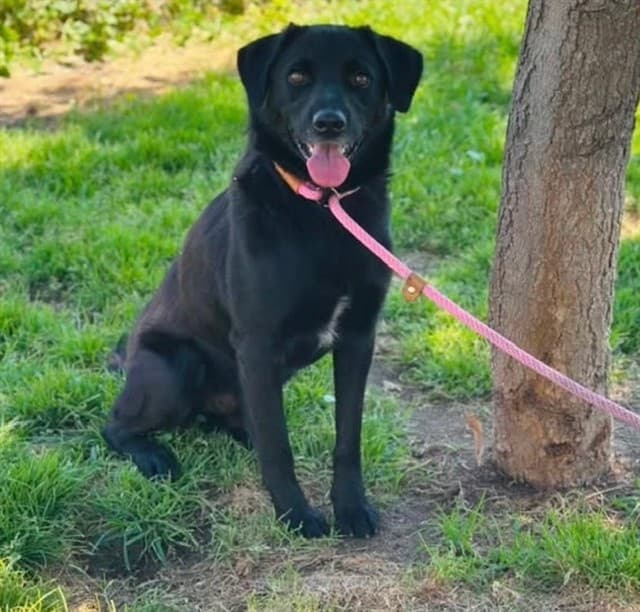 Chip, a Labrador Retriever, available for adoption