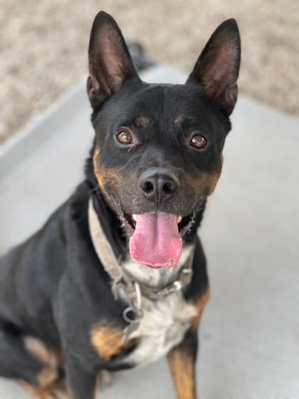 Anakin, a Australian Cattle Dog/Blue Heeler, available for adoption