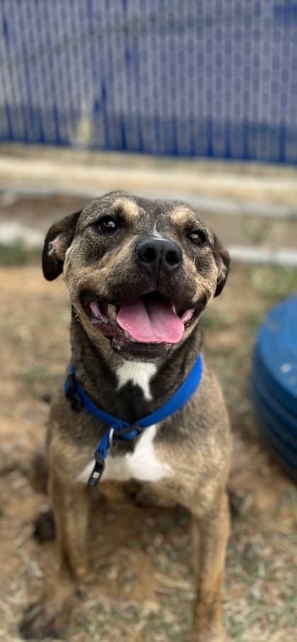 Hannah Griffitts, a Pit Bull Terrier, available for adoption