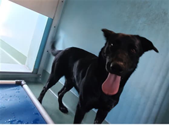 Princess, a Labrador Retriever, available for adoption