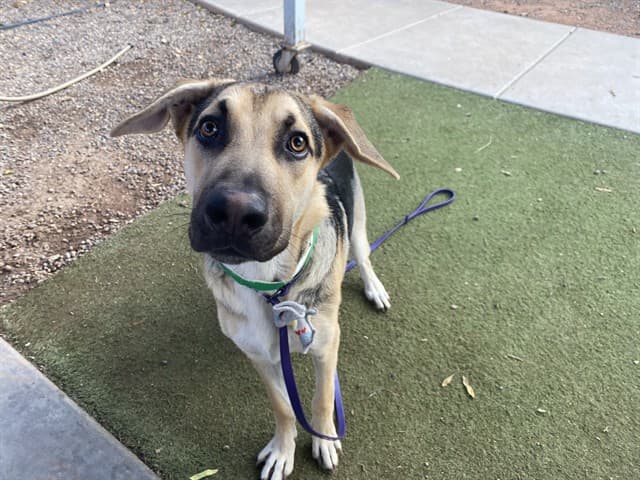 Unknown, a German Shepherd (mix breed), available for adoption