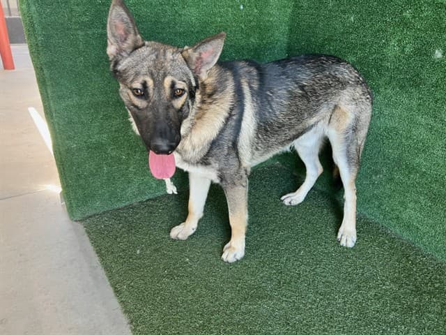 Cash, a German Shepherd, available for adoption