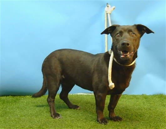 Sarlet, a Dachshund, available for adoption