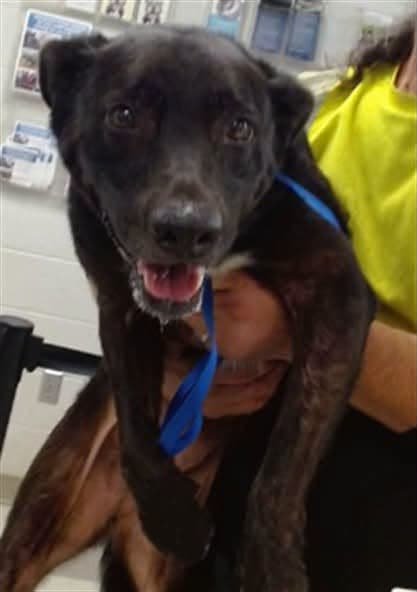A275331, a Border Collie, available for adoption