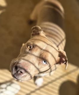 Chiquita, a Pit Bull Terrier (mix breed), available for adoption