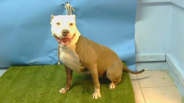 Ivy, a American Staffordshire Terrier, available for adoption