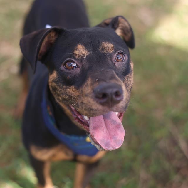 Mocha, a American Staffordshire Terrier, available for adoption