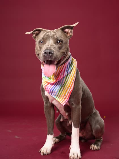Lady7, a Terrier, available for adoption