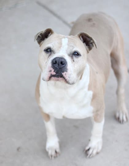 Honesty, a Pit Bull Terrier, available for adoption