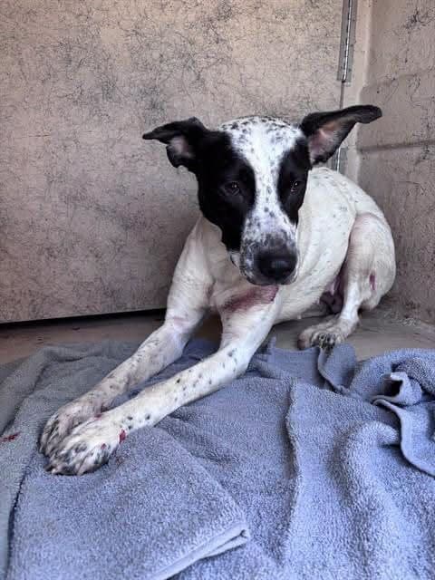 Baby Girl, a Australian Cattle Dog/Blue Heeler, available for adoption