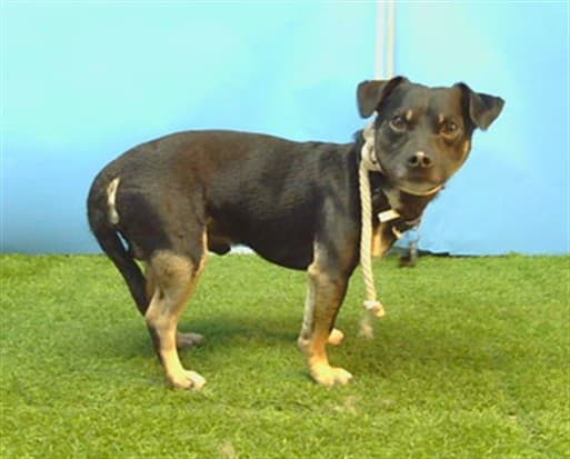 Nino, a Dachshund, available for adoption