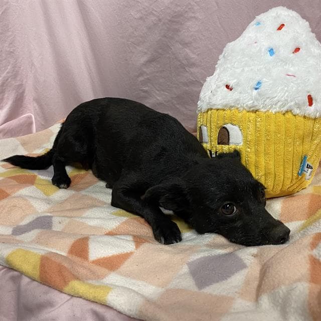 Chill, a Chihuahua, available for adoption