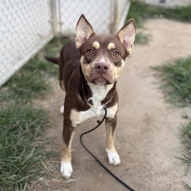 Miss Daisy Girl, a Siberian Husky, available for adoption