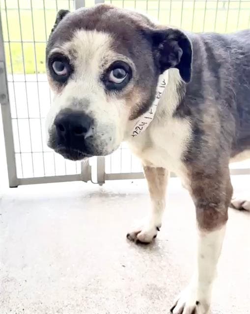 Emery, a Boxer (mix breed), available for adoption