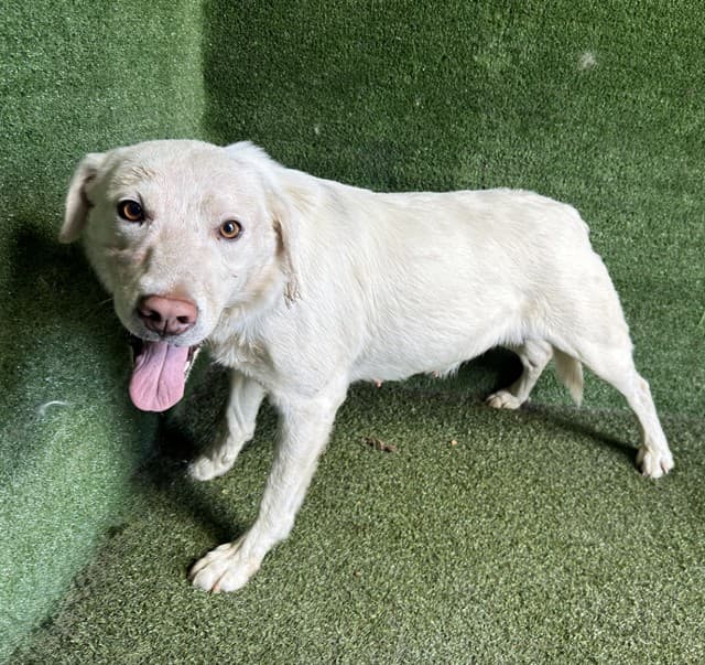 A5789251, a Labrador Retriever, available for adoption