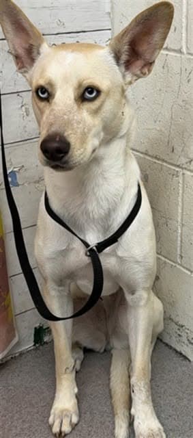 Winston, a Siberian Husky (mix breed), available for adoption