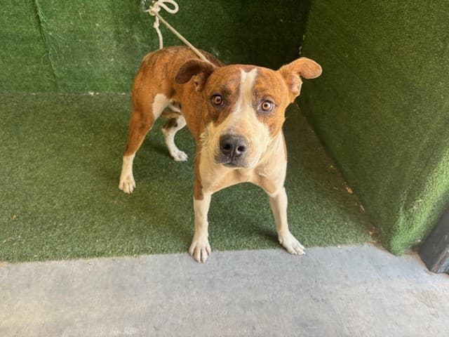 Hancock, a Pit Bull Terrier, available for adoption