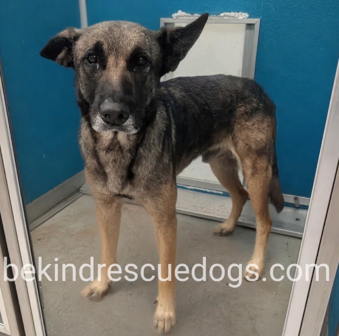 Wally, a German Shepherd, available for adoption