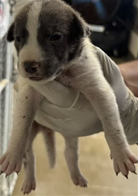 A034600, a Terrier, available for adoption