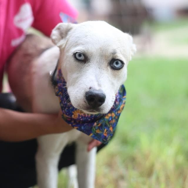 Maire, a Husky, available for adoption