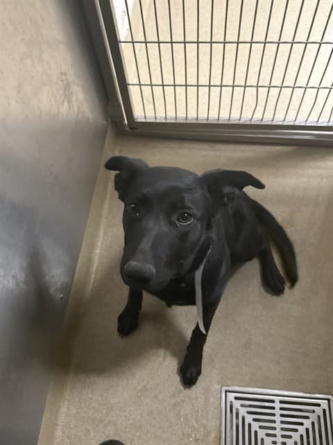 Valentine, a German Shepherd, available for adoption