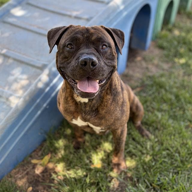 Oberon, a Pit Bull Terrier, available for adoption