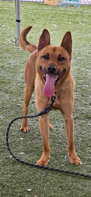 Irwin, a German Shepherd, available for adoption