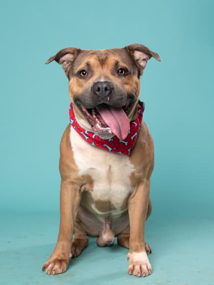 Scar10, a Terrier, available for adoption