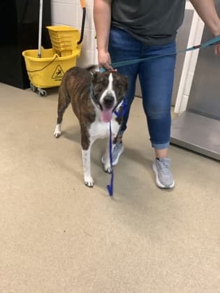 Tigere, a Shepherd (mix breed), available for adoption
